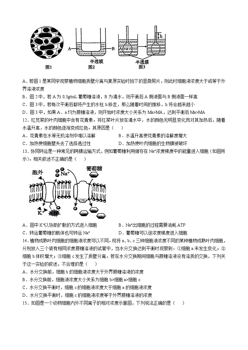 吉林省吉林市松花江中学2024-2025学年高一上学期期中考试生物试题(无答案)第3页