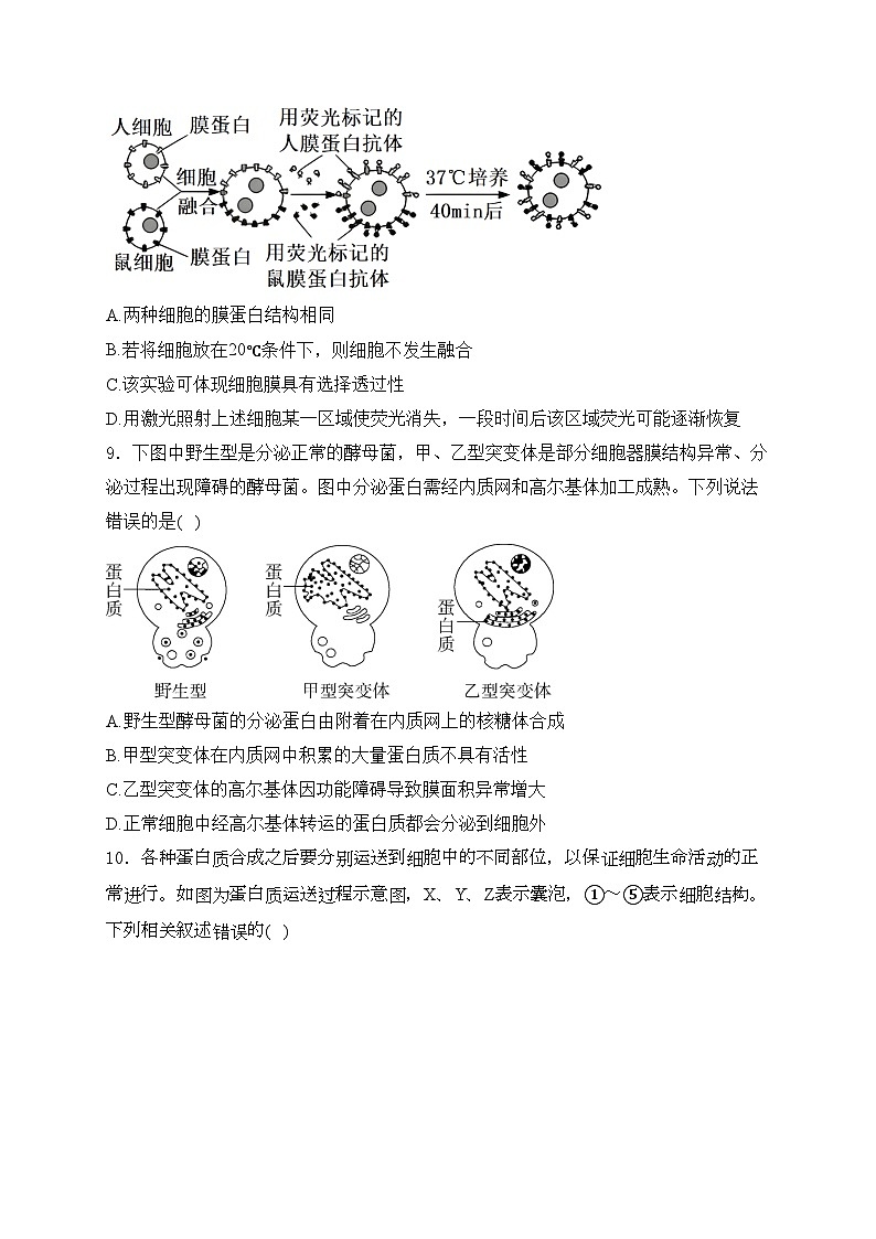 广东省阳江市2023-2024学年高一上学期10月期中考试生物试卷(含答案)第3页
