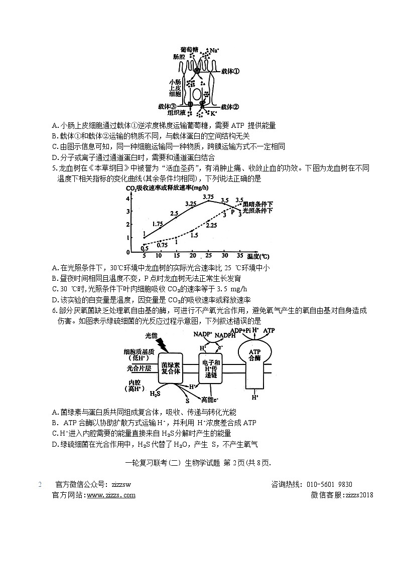 百师联盟2025届高三10月一轮复习联考生物试卷含答案详解第2页