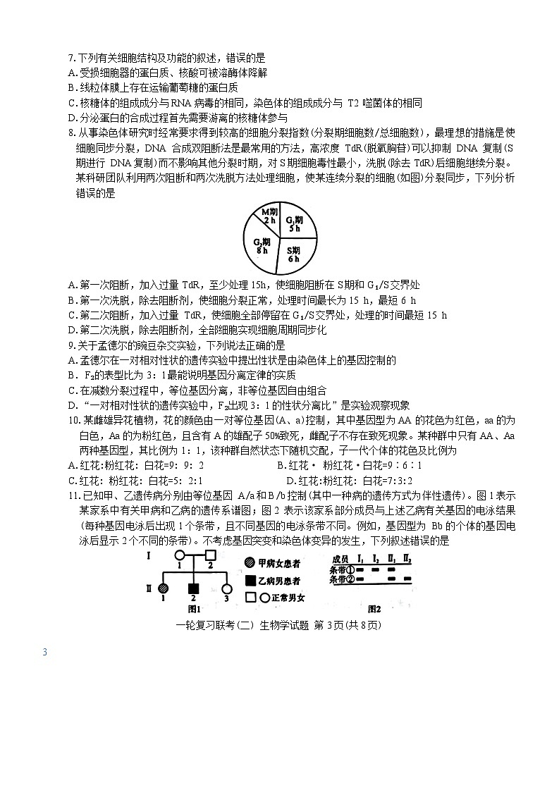 百师联盟2025届高三10月一轮复习联考生物试卷含答案详解第3页