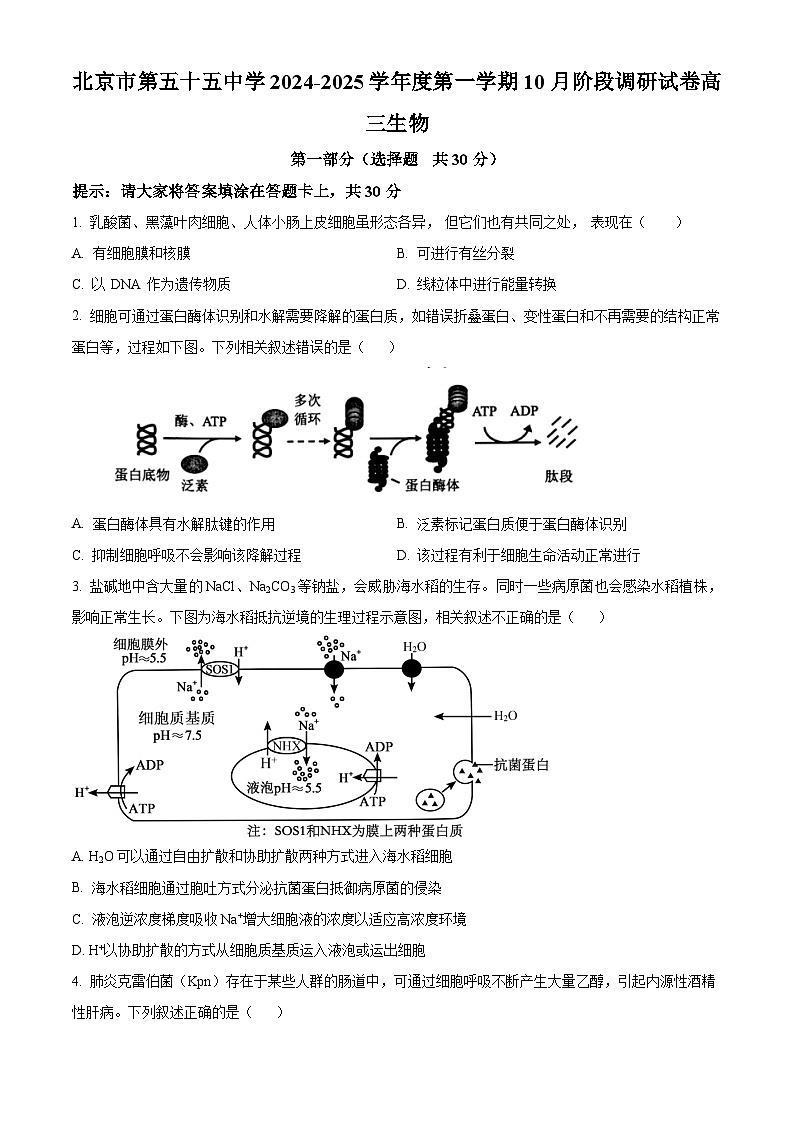 北京市第五十五中学2024—2025学年高三上学期10月考试生物试题 Word版无答案第1页
