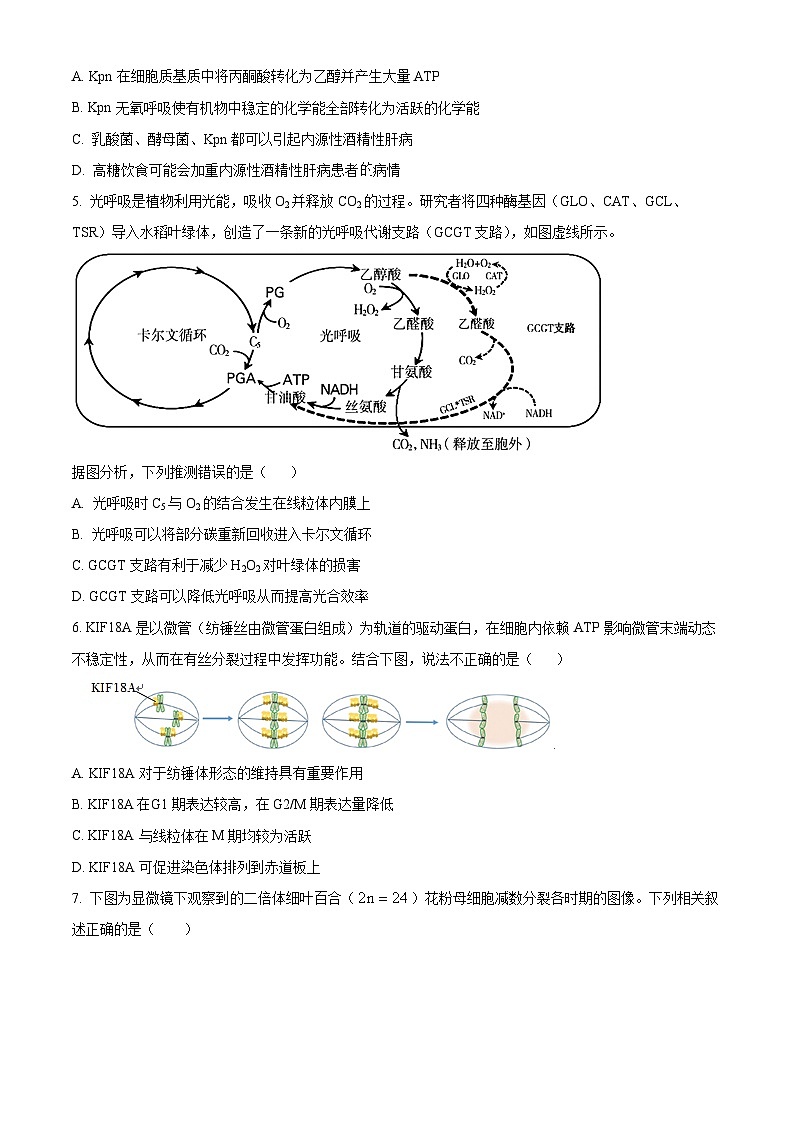 北京市第五十五中学2024—2025学年高三上学期10月考试生物试题 Word版无答案第2页