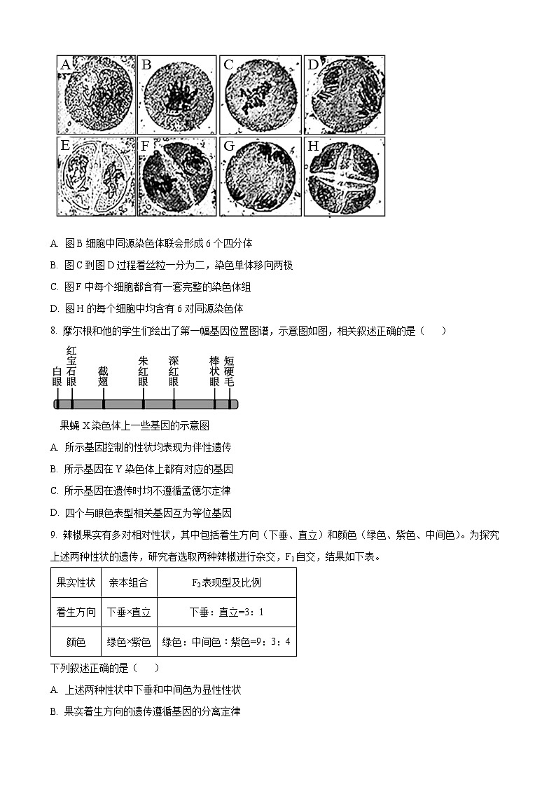 北京市第五十五中学2024—2025学年高三上学期10月考试生物试题 Word版无答案第3页