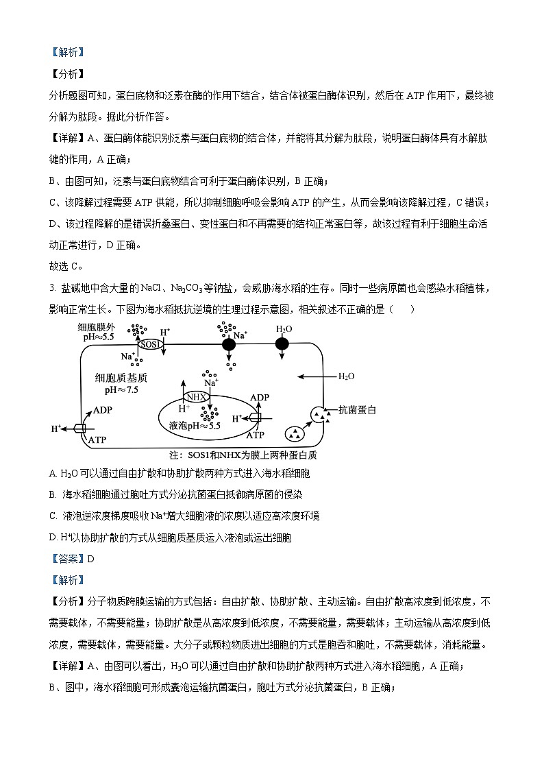 北京市第五十五中学2024—2025学年高三上学期10月考试生物试题 Word版含解析第2页