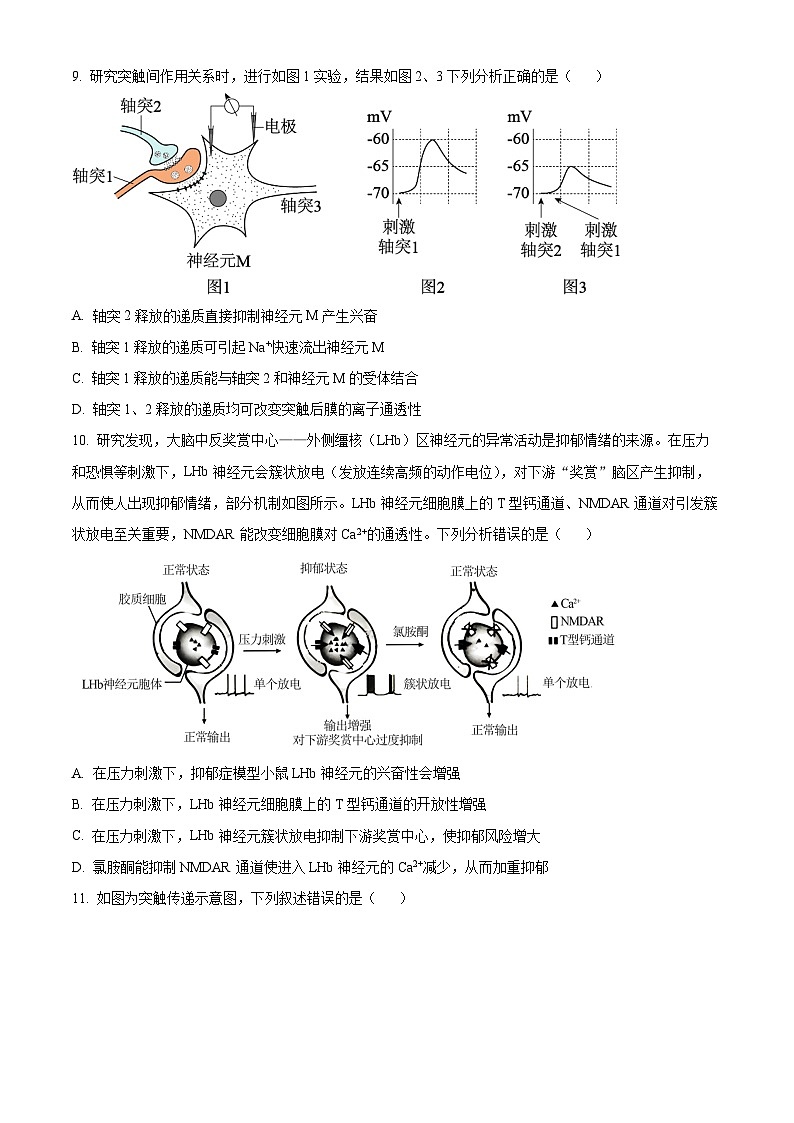 北京市清华大学附属中学朝阳学校2024-2025学年高二上学期第一学期10月月考生物试卷 Word版无答案第3页