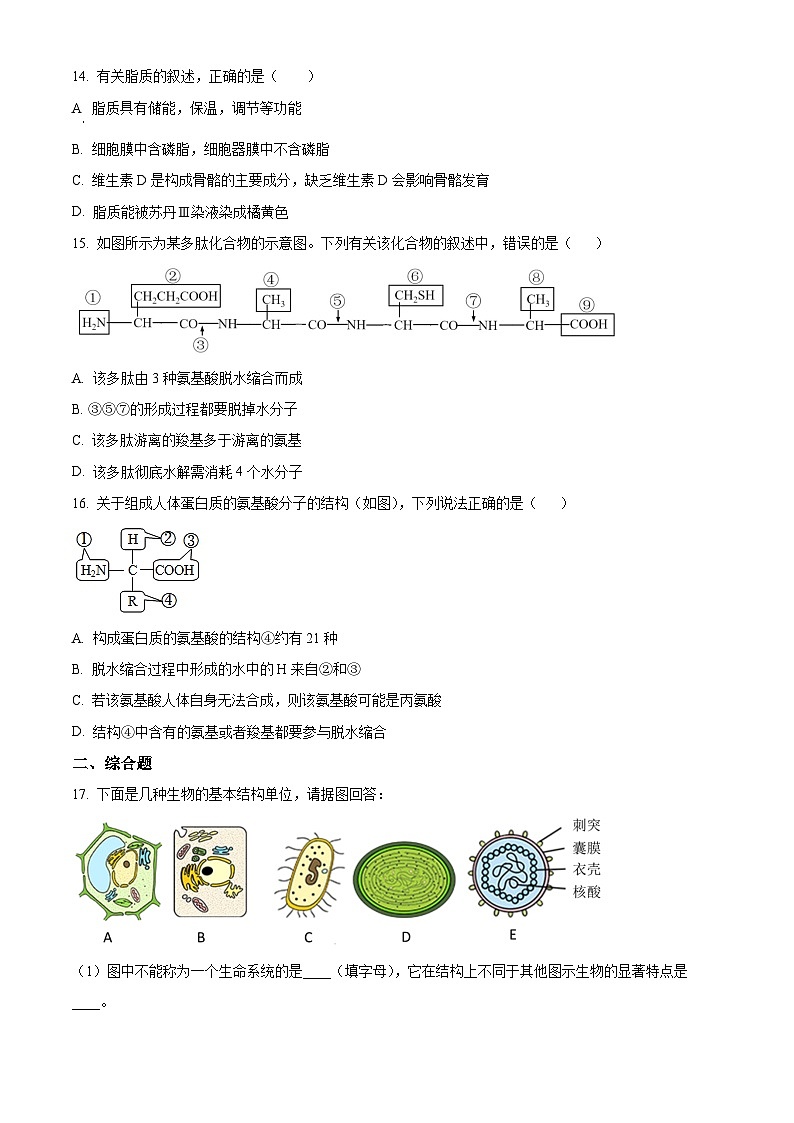 北京清华志清中学2024-2025学年高一上学期10月考试生物试题 Word版无答案第3页