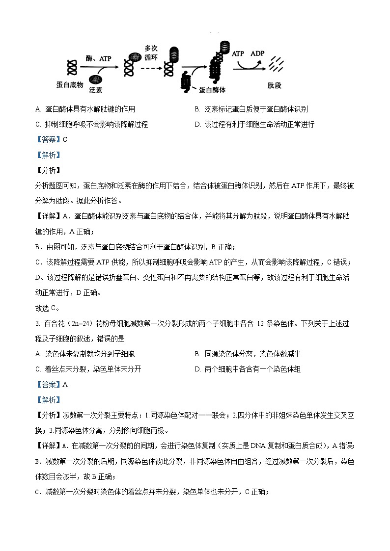 北京市延庆区第一中学2024-2025学年高三上学期10月考试生物试题 Word版含解析第2页