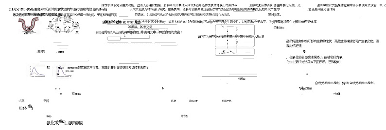山东省中昇2024-2025学年高三上学期10月联考生物试题第2页