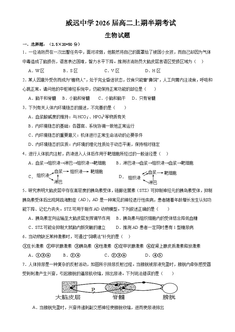 四川省内江市威远中学校2024-2025学年高二上学期期中考试生物试题01