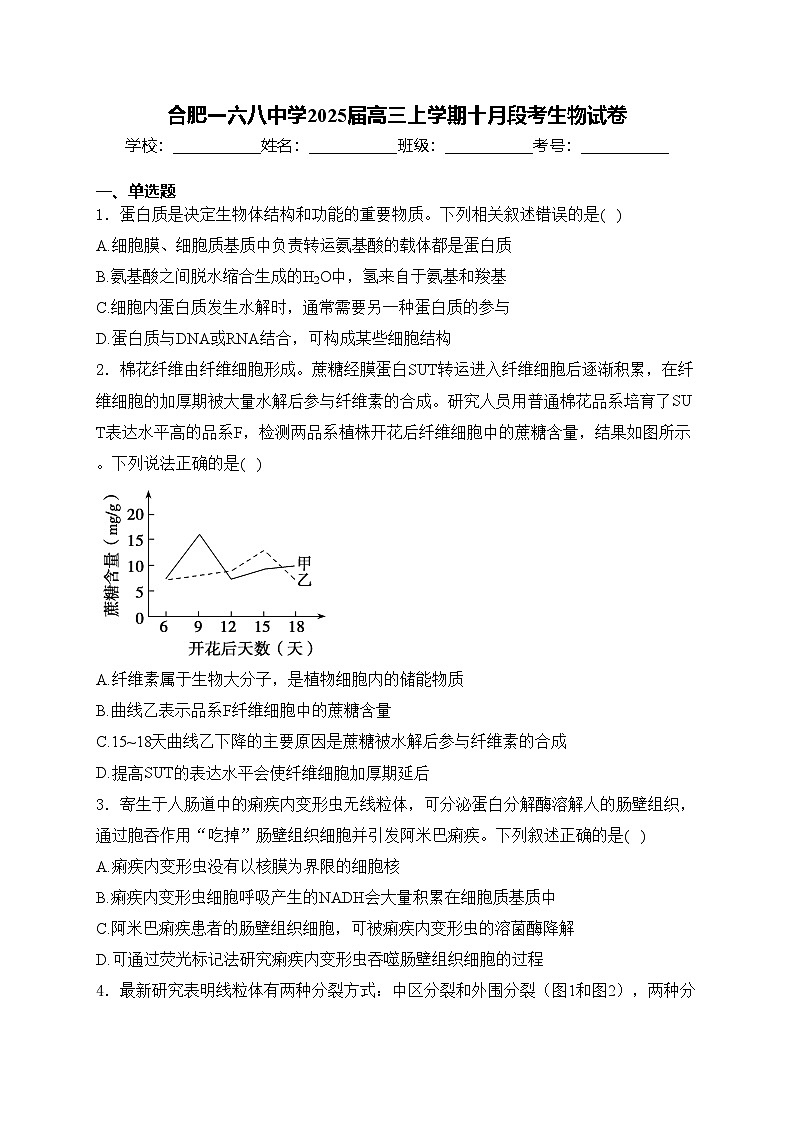 合肥一六八中学2025届高三上学期十月段考生物试卷(含答案)第1页