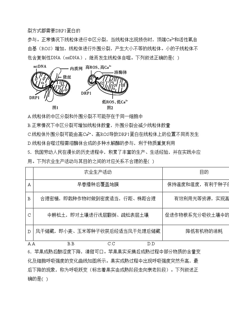 合肥一六八中学2025届高三上学期十月段考生物试卷(含答案)第2页
