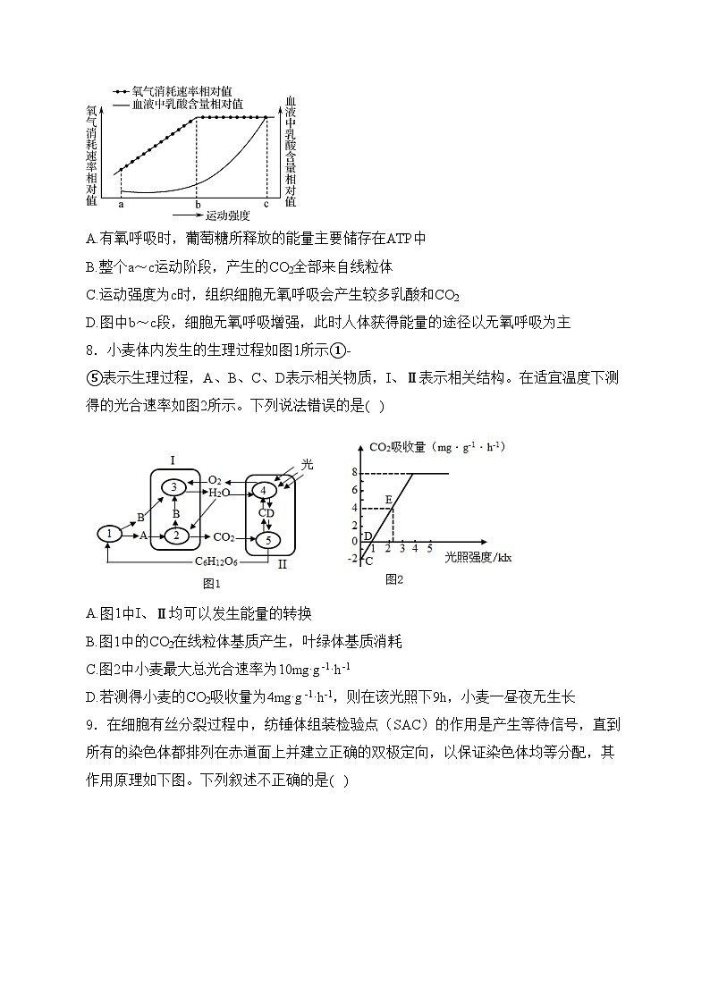 天津市静海区第一中学2025届高三上学期10月学生学业能力调研生物试卷(含答案)03