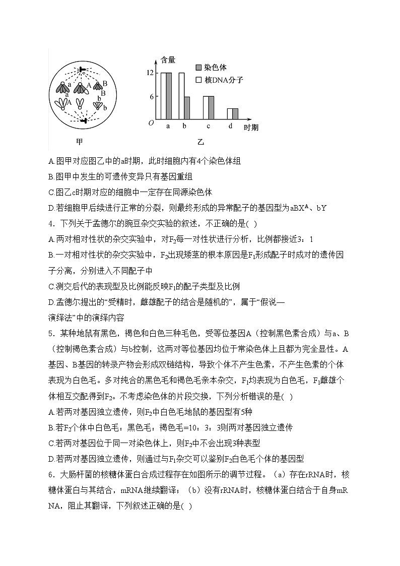 重庆市第八中学校2024-2025学年高二上学期第一次月考生物试卷(含答案)第2页