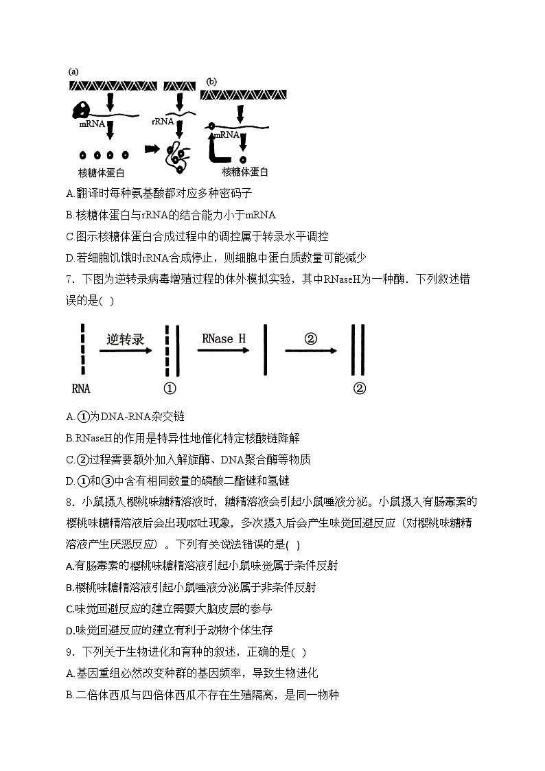重庆市第八中学校2024-2025学年高二上学期第一次月考生物试卷(含答案)第3页