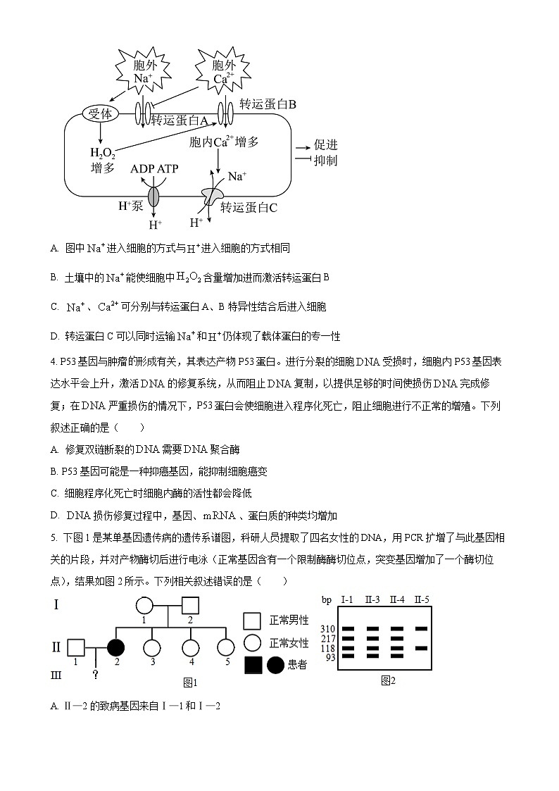 湖南省郴州市2024—2025学年高三上学期第一次模拟考试生物试题 Word版无答案第2页
