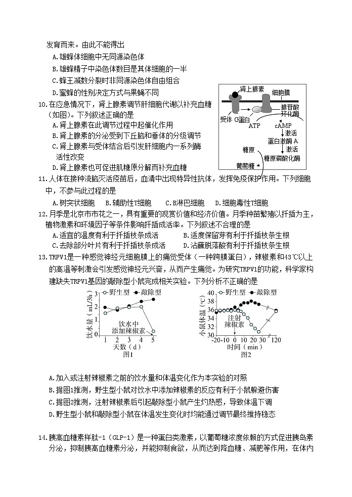 北京市延庆区第一中学2024-2025学年高三上学期期中考试生物试题03