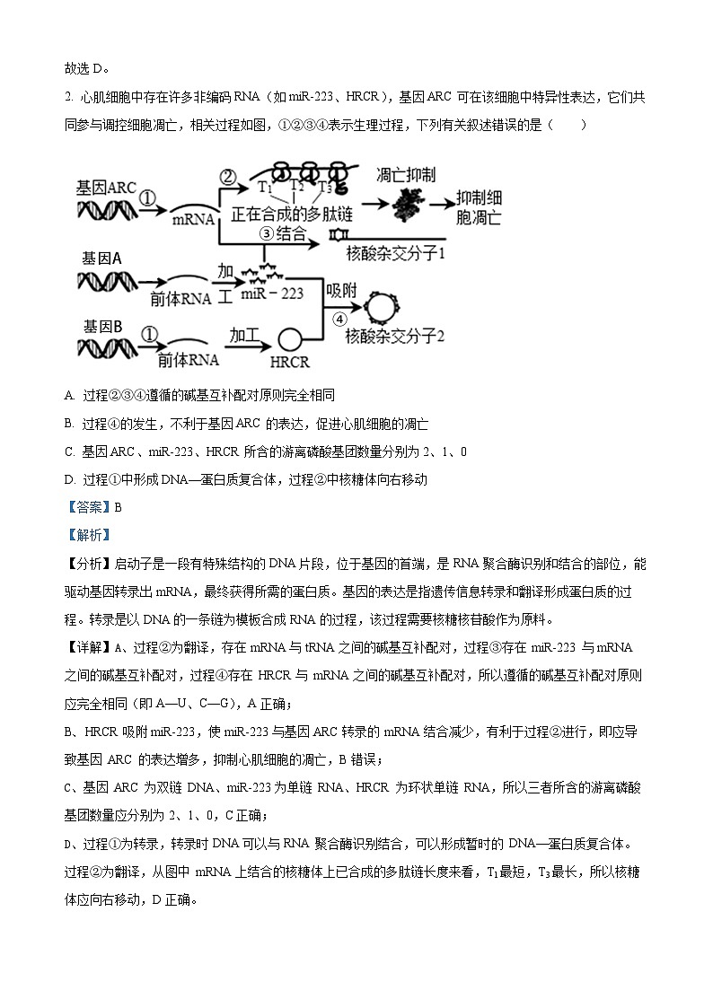 湖北省荆州市沙市中学2024-2025学年高三上学期10月月考生物试题 Word版含解析第2页