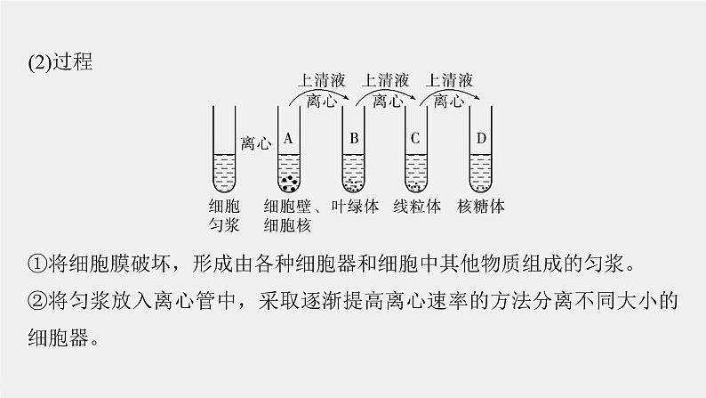 （新人教版）高考生物一轮复习讲义课件 第2单元　第2课时　细胞器之间的分工合作（含解析）第6页