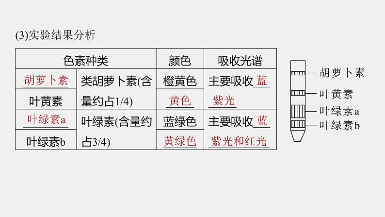 （新人教版）高考生物一轮复习讲义课件 第3单元　第5课时　捕获光能的色素和结构及光合作用的原理（含解析）第8页