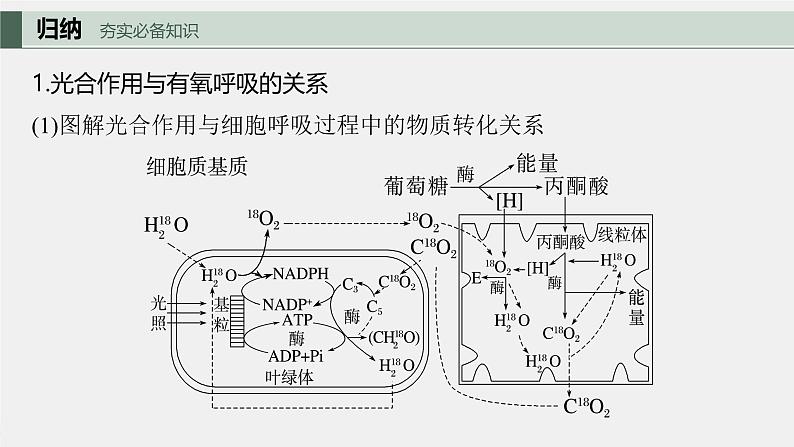 （新人教版）高考生物一轮复习讲义课件 第3单元　第7课时　光合作用和细胞呼吸的综合分析（含解析）第5页