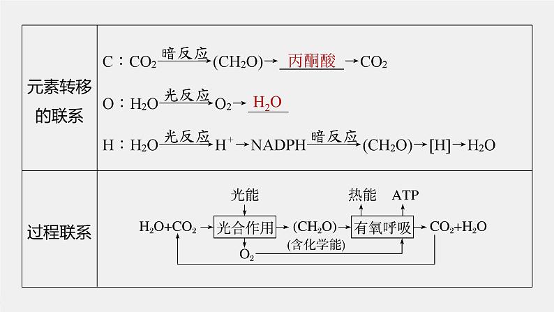 （新人教版）高考生物一轮复习讲义课件 第3单元　第7课时　光合作用和细胞呼吸的综合分析（含解析）第8页