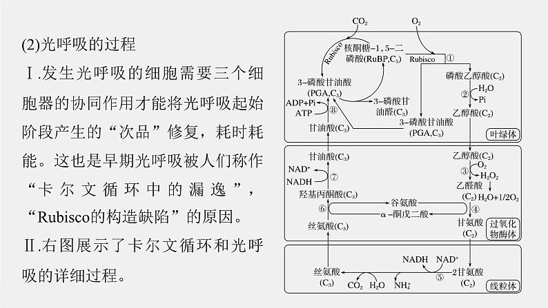 （新人教版）高考生物一轮复习讲义课件 第3单元　解惑练2　光呼吸和光抑制（含解析）第5页