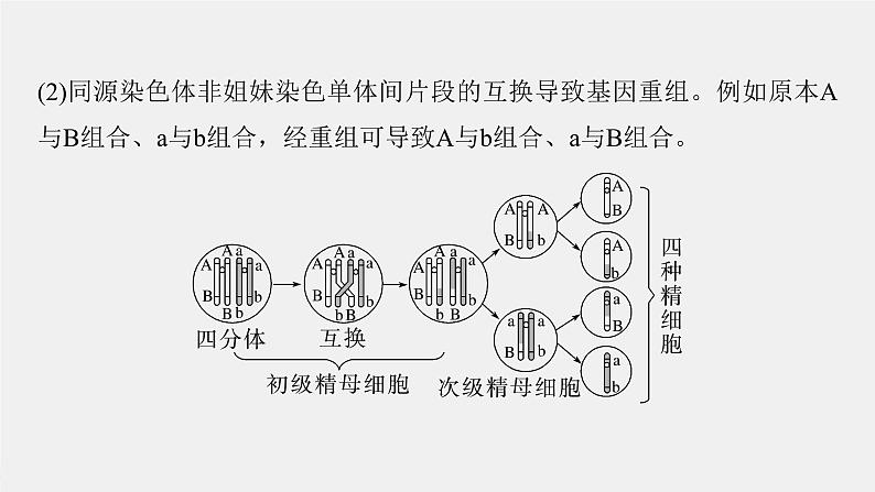 （新人教版）高考生物一轮复习讲义课件 第四单元　微专题三　减数分裂与可遗传变异的关系（含解析）04