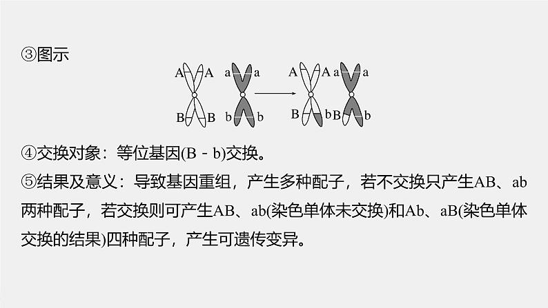 （新人教版）高考生物一轮复习讲义课件 第4单元　第3课时　减数分裂和受精作用（含解析）07