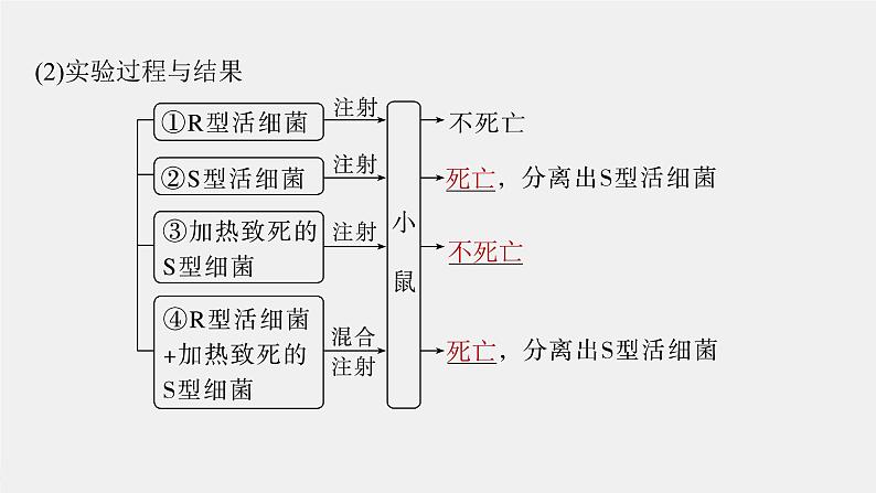 （新人教版）高考生物一轮复习讲义课件 第6单元　第1课时　DNA是主要的遗传物质（含解析）第6页