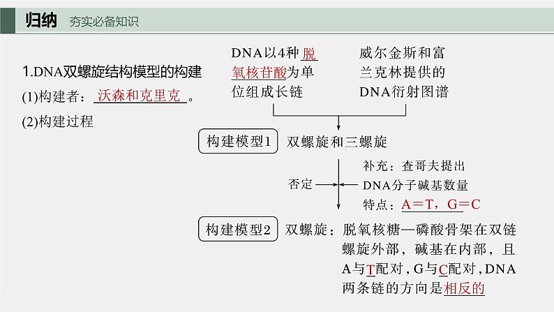 （新人教版）高考生物一轮复习讲义课件 第6单元　第2课时　DNA的结构与复制（含解析）第5页