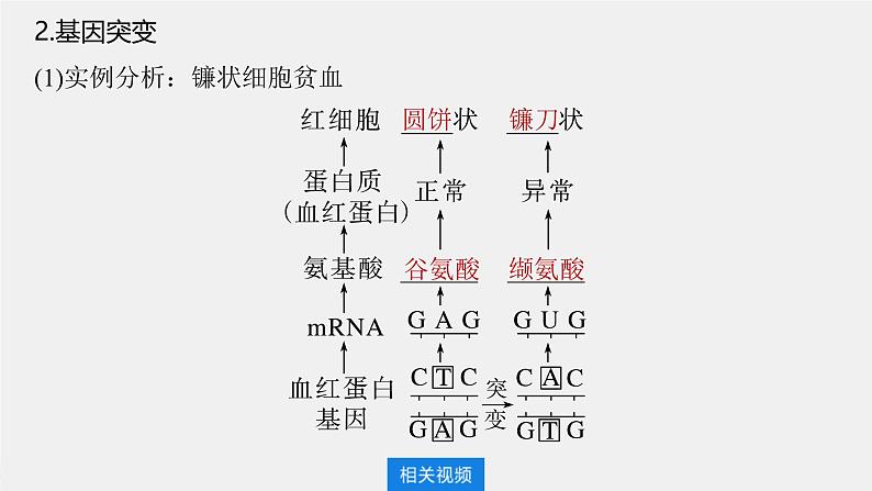 （新人教版）高考生物一轮复习讲义课件 第7单元　第1课时　基因突变与基因重组（含解析）第6页