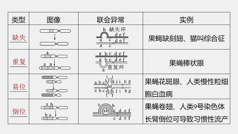 （新人教版）高考生物一轮复习讲义课件 第7单元　第2课时　染色体变异（含解析）第6页