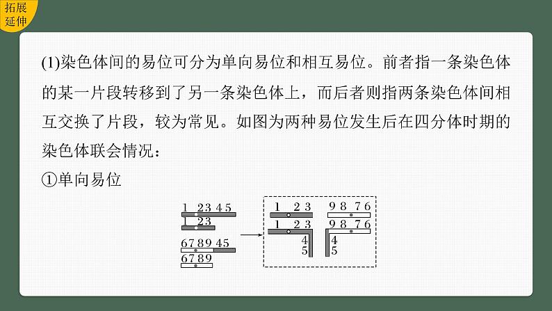 （新人教版）高考生物一轮复习讲义课件 第7单元　第2课时　染色体变异（含解析）第7页