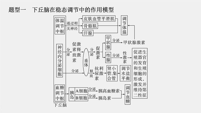 （新人教版）高考生物一轮复习讲义课件 第八单元　微专题六　动物生命活动调节模型的构建和分析（含解析）02