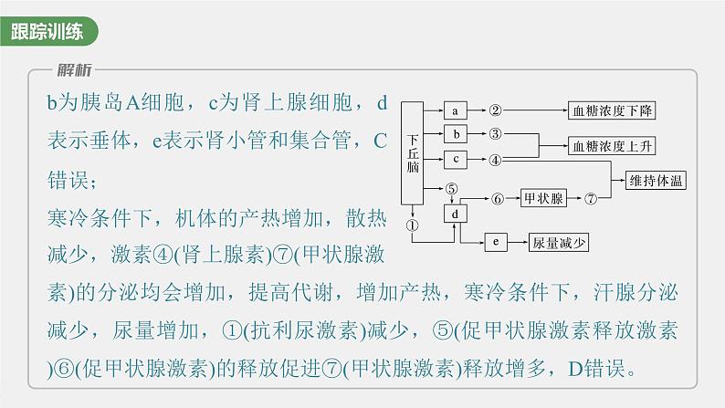 （新人教版）高考生物一轮复习讲义课件 第八单元　微专题六　动物生命活动调节模型的构建和分析（含解析）06