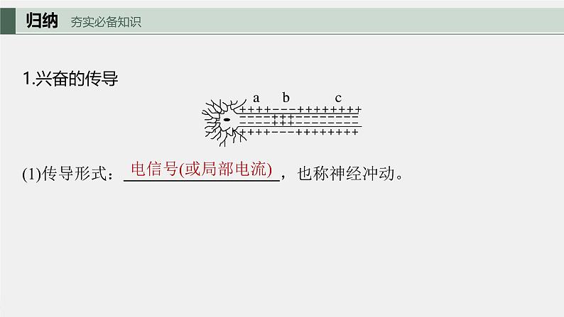 （新人教版）高考生物一轮复习讲义课件 第8单元　第3课时　神经冲动的产生、传导和传递（含解析）第5页