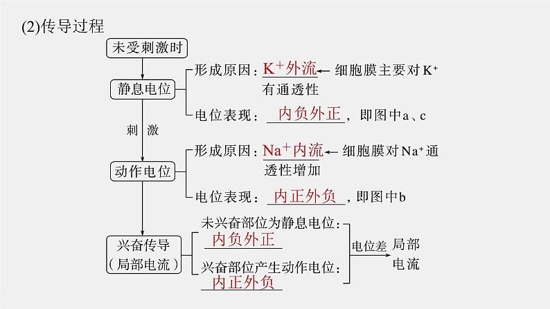 （新人教版）高考生物一轮复习讲义课件 第8单元　第3课时　神经冲动的产生、传导和传递（含解析）第6页