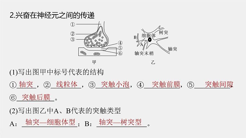 （新人教版）高考生物一轮复习讲义课件 第8单元　第3课时　神经冲动的产生、传导和传递（含解析）第8页