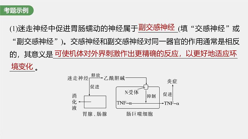 （新人教版）高考生物一轮复习讲义课件 第8单元　长句表达(四)　个体稳态中相关过程变化机理分析（含解析）第4页