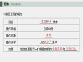 （新人教版）高考生物一轮复习讲义课件 第10单元　第6课时　基因工程的基本工具和基本操作程序（含解析）
