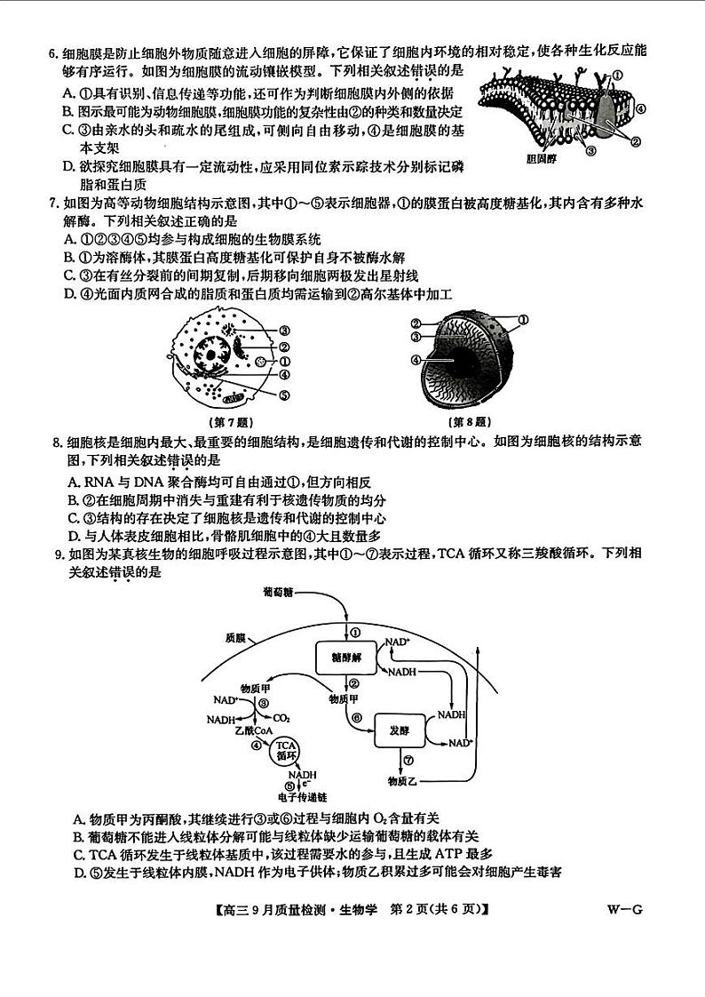 【河南卷】河南省九师联盟2025届高三上学期9月质量检测巩固卷（W-G） 生物试卷第2页