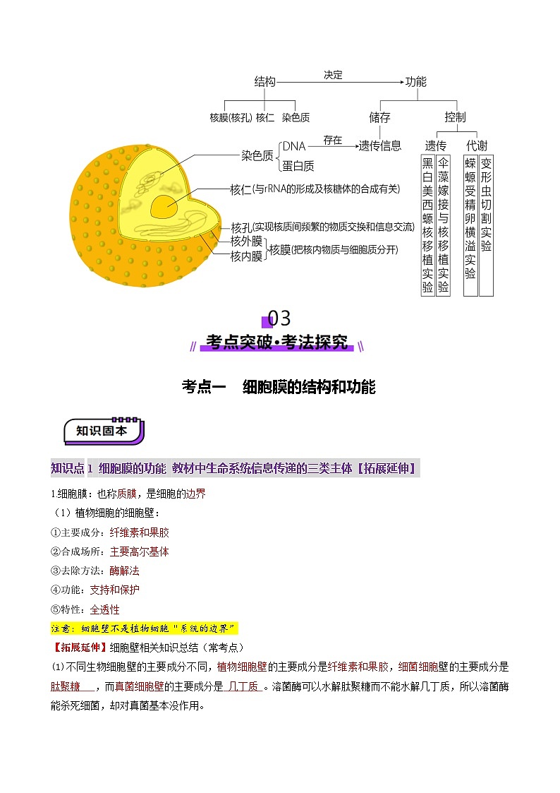 新高考生物一轮复习讲练测第05讲 细胞膜和细胞核（讲义）（原卷版）第3页