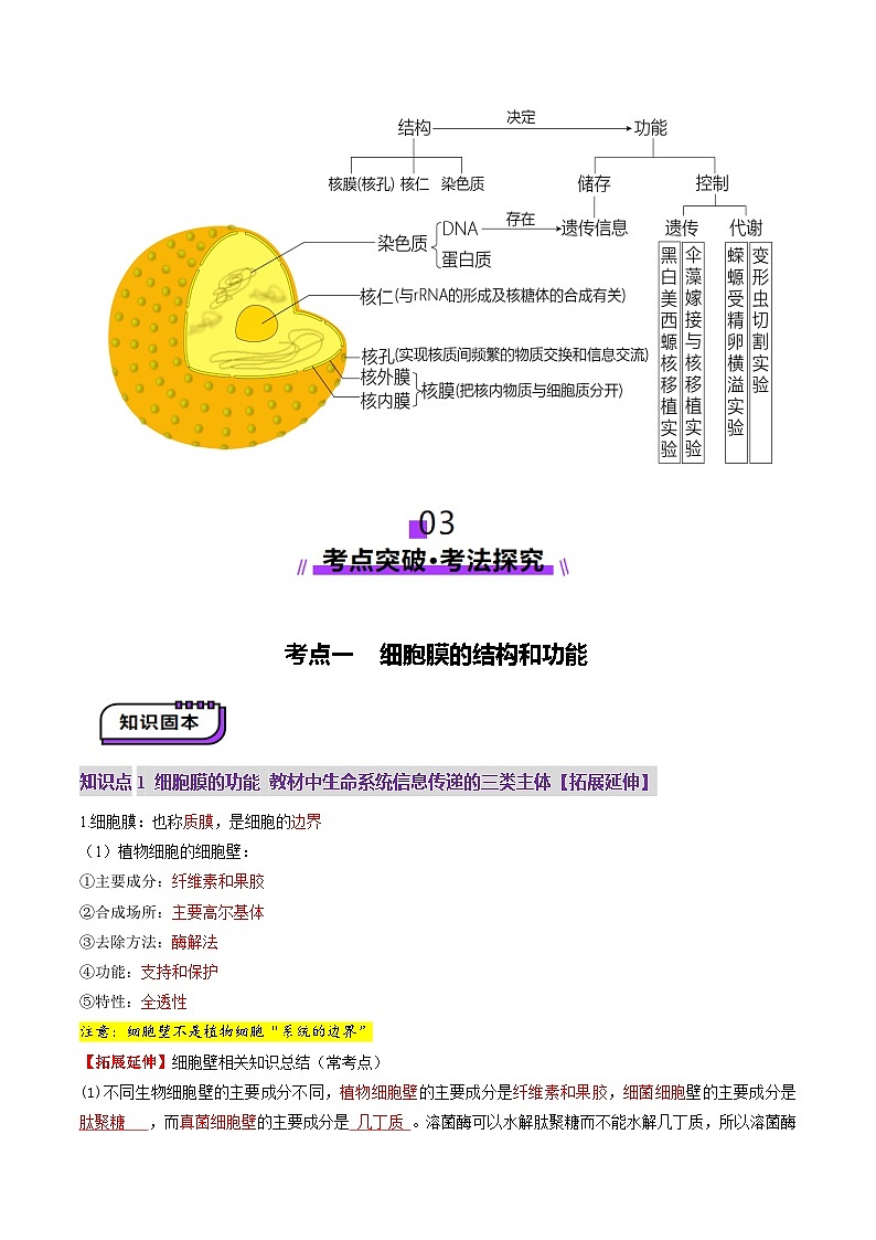 新高考生物一轮复习讲练测第05讲 细胞膜和细胞核（讲义）（解析版）第3页