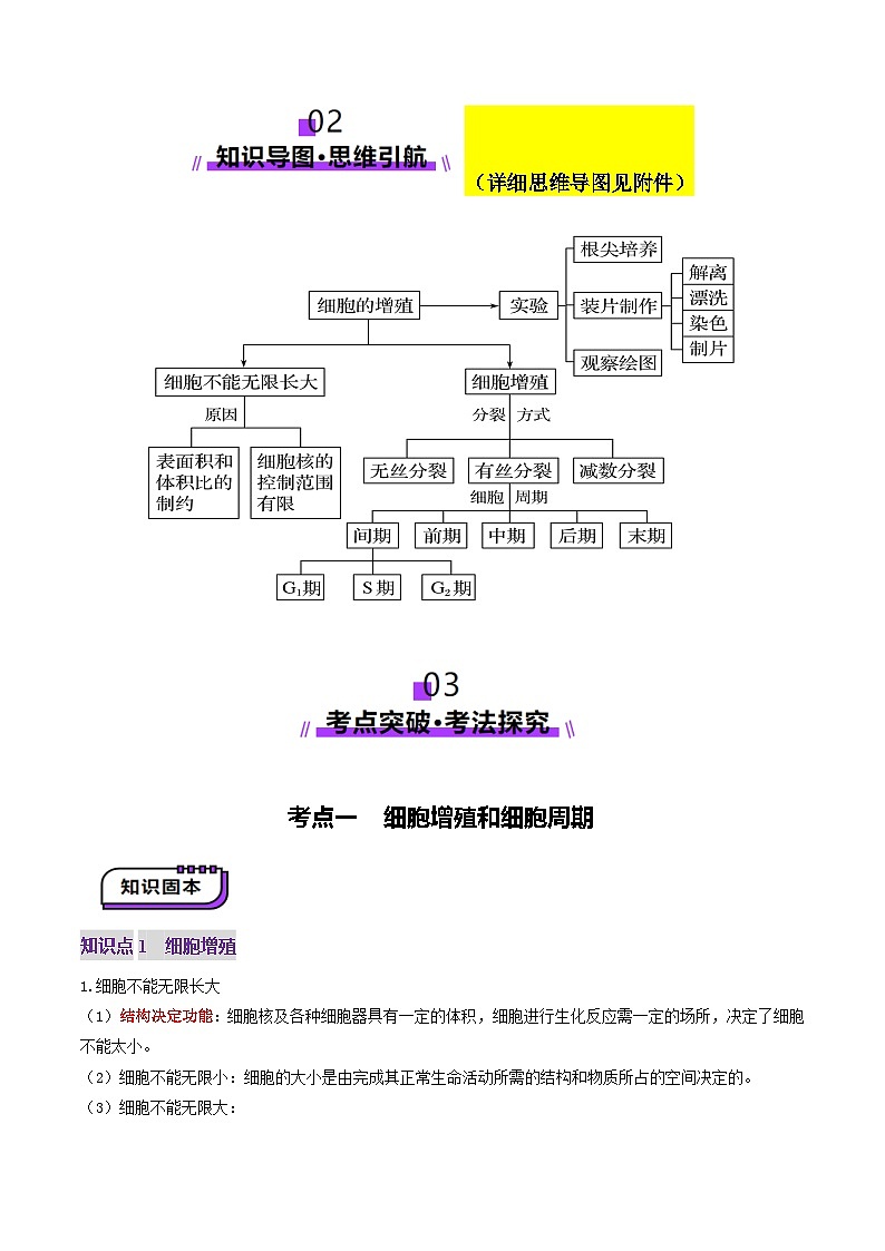 新高考生物一轮复习讲练测第12讲 细胞增殖（讲义）（原卷版）第3页