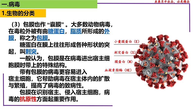 （新人教版）新高考生物一轮复习精讲课件01 病毒（含答案）第5页