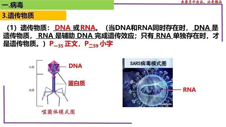 （新人教版）新高考生物一轮复习精讲课件01 病毒（含答案）第8页