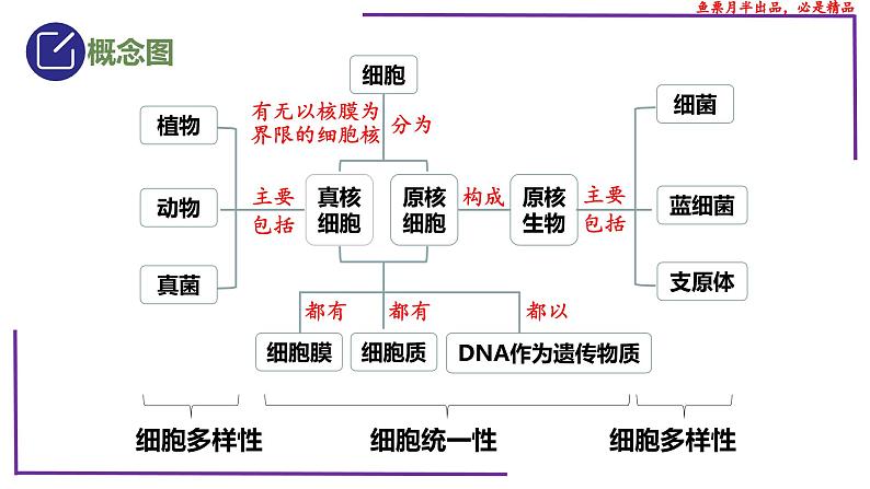 （新人教版）新高考生物一轮复习精讲课件04 细胞的多样性和统一性（含答案）第3页