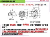 （新人教版）新高考生物一轮复习精讲课件04 细胞的多样性和统一性（含答案）