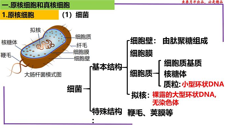 （新人教版）新高考生物一轮复习精讲课件04 细胞的多样性和统一性（含答案）第5页