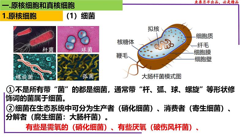 （新人教版）新高考生物一轮复习精讲课件04 细胞的多样性和统一性（含答案）第6页